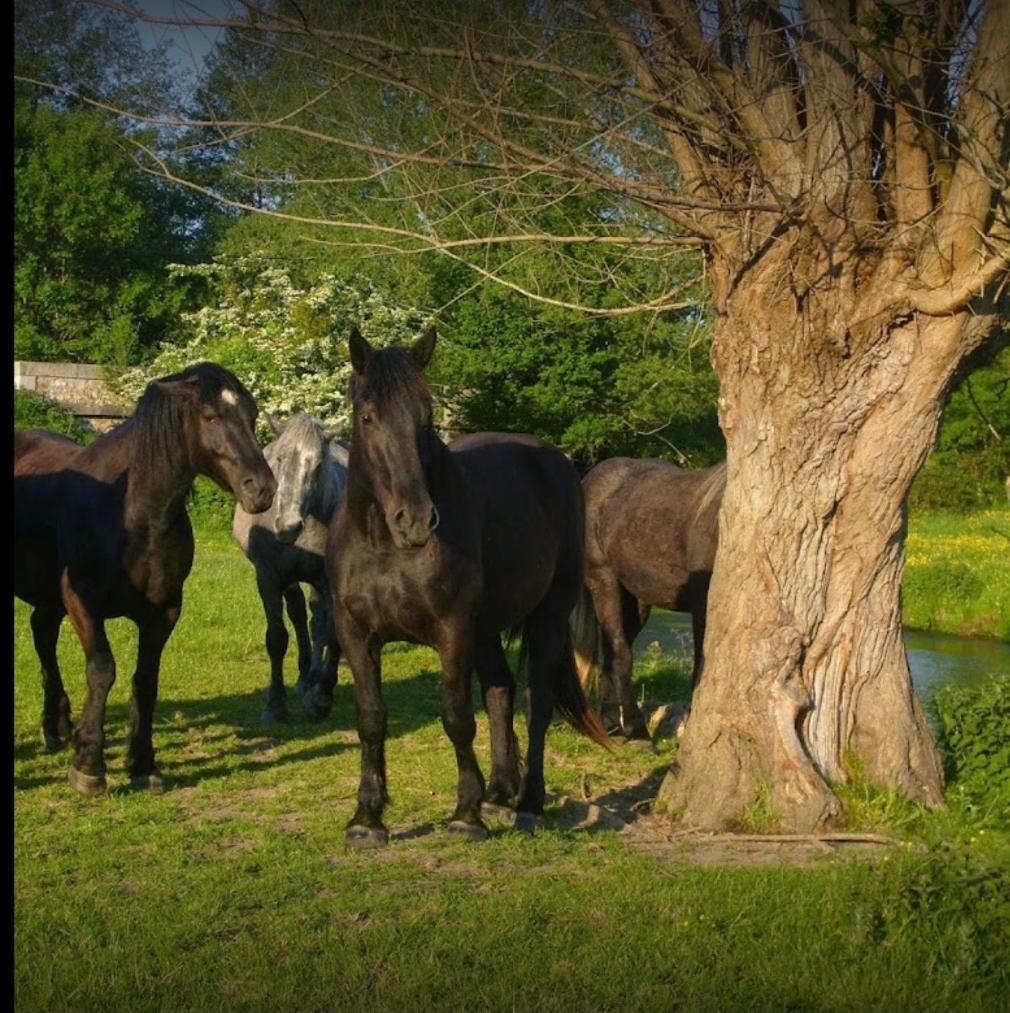 Holiday home La Meuniere Jouy (Eure-et-Loir)